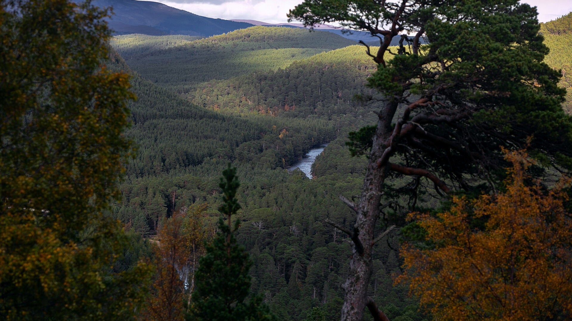 Scenic view of a forested valley with a river and mountains in the distance.