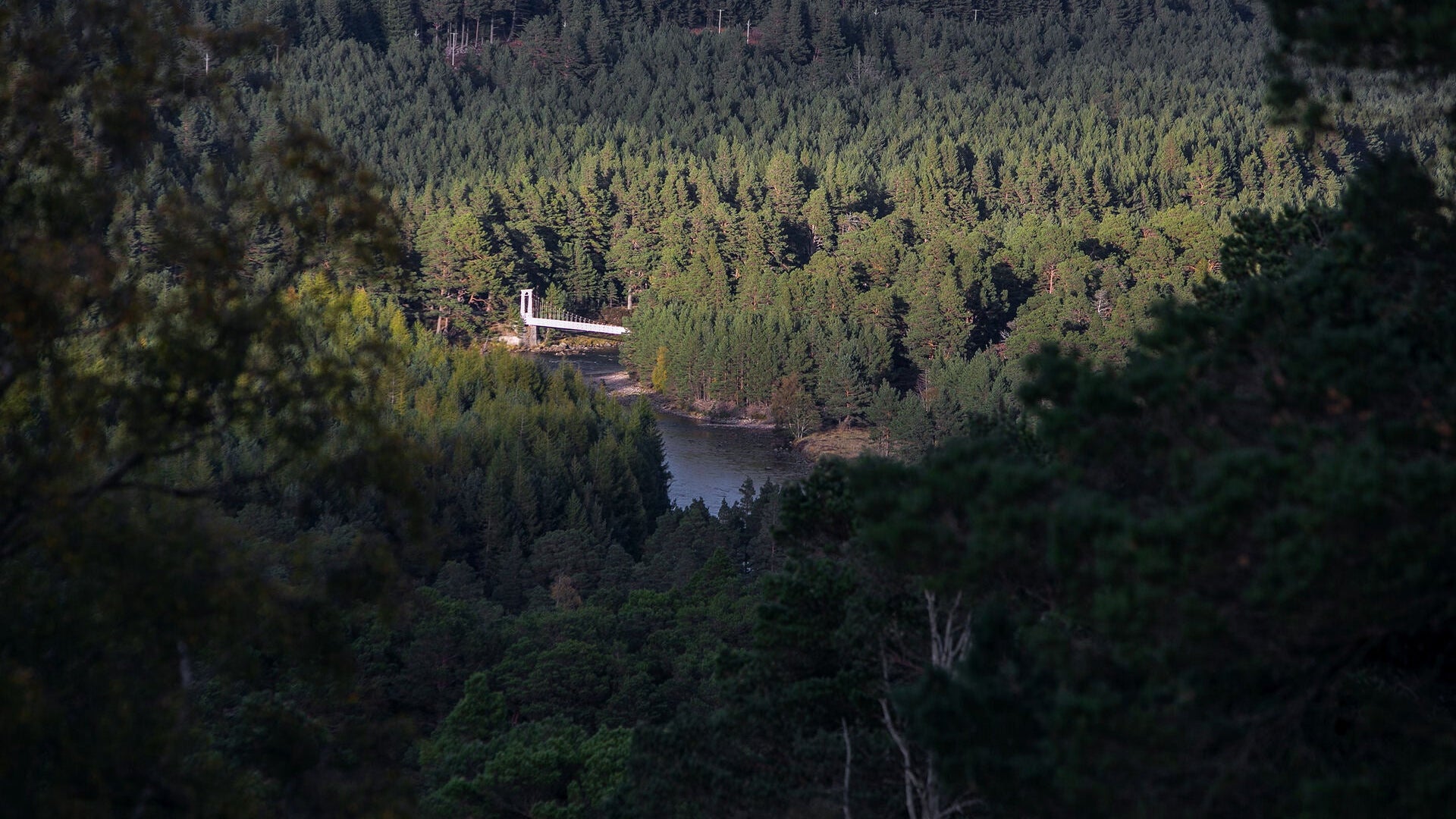 Royal Deeside Forest view with a small airplane flying over a lake