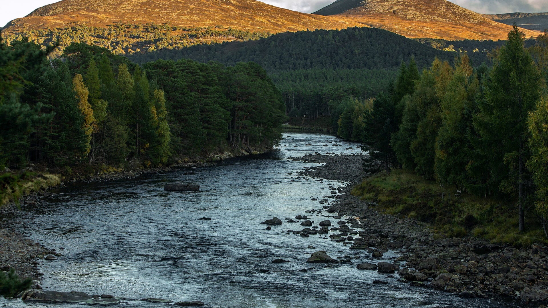 River flowing through a forest with mountains in the background